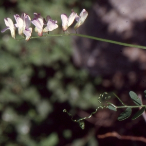 Photographie n°1040106 du taxon Vicia sylvatica L. [1753]