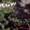  Liliane Roubaudi - Vicia sylvatica L. [1753]