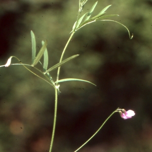 Photographie n°1040108 du taxon Vicia tetrasperma subsp. gracilis (Lois.) Hook.f. [1870]