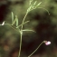  Liliane Roubaudi - Vicia tetrasperma subsp. gracilis (Lois.) Hook.f. [1870]