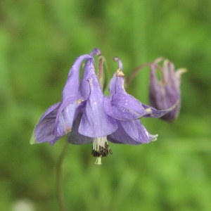 Photographie n°1040395 du taxon Aquilegia vulgaris L. [1753]