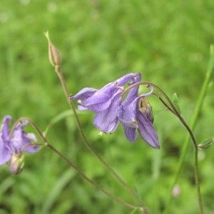 Photographie n°1040396 du taxon Aquilegia vulgaris L. [1753]