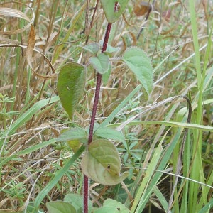 Photographie n°1040547 du taxon Origanum vulgare L. [1753]