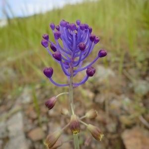 Photographie n°1040726 du taxon Muscari comosum (L.) Mill. [1768]