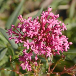 Photographie n°1041030 du taxon Centranthus ruber (L.) DC. [1805]