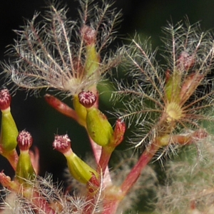 Photographie n°1041032 du taxon Centranthus ruber (L.) DC. [1805]