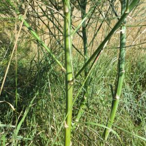 Photographie n°1041042 du taxon Asparagus officinalis subsp. officinalis