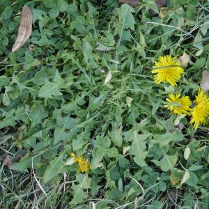 Photographie n°1041072 du taxon Taraxacum officinale F.H.Wigg. [1780]