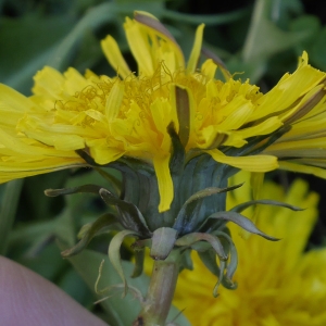 Photographie n°1041075 du taxon Taraxacum officinale F.H.Wigg. [1780]