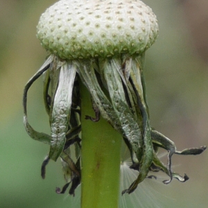 Photographie n°1041077 du taxon Taraxacum officinale F.H.Wigg. [1780]