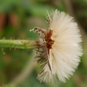 Photographie n°1041137 du taxon Picris hieracioides L. [1753]