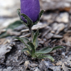 Photographie n°1041415 du taxon Campanula alpestris All. [1773]