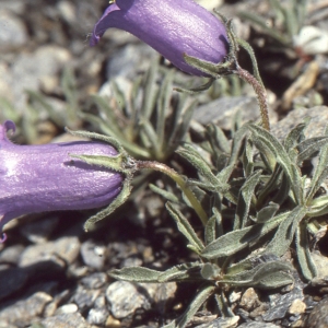 Photographie n°1041420 du taxon Campanula alpestris All. [1773]