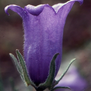 Photographie n°1041422 du taxon Campanula alpestris All. [1773]