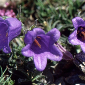 Campanula allionii Vill. (Campanule alpestre)