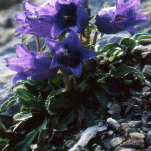 Photographie n°1041435 du taxon Campanula alpestris All. [1773]