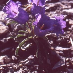 Photographie n°1041436 du taxon Campanula alpestris All. [1773]