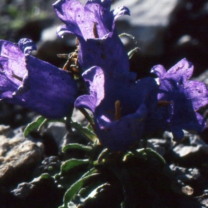 Photographie n°1041438 du taxon Campanula alpestris All. [1773]