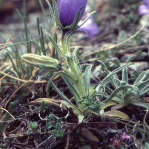 Photographie n°1041439 du taxon Campanula alpestris All. [1773]