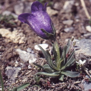 Photographie n°1041451 du taxon Campanula alpestris All. [1773]