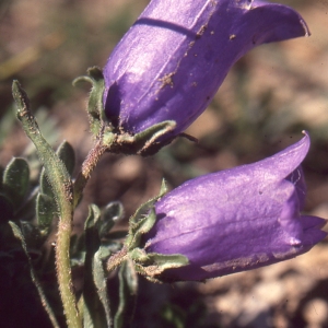 Photographie n°1041453 du taxon Campanula alpestris All. [1773]