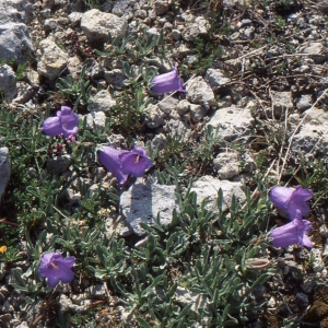 Photographie n°1041455 du taxon Campanula alpestris All. [1773]