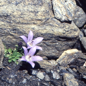 Photographie n°1041620 du taxon Campanula cenisia L. [1763]