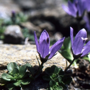 Photographie n°1041623 du taxon Campanula cenisia L. [1763]