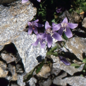 Photographie n°1041624 du taxon Campanula cenisia L. [1763]