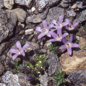 Photographie n°1041625 du taxon Campanula cenisia L. [1763]