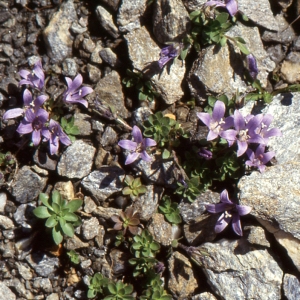 Photographie n°1041626 du taxon Campanula cenisia L. [1763]