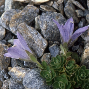 Photographie n°1041627 du taxon Campanula cenisia L. [1763]