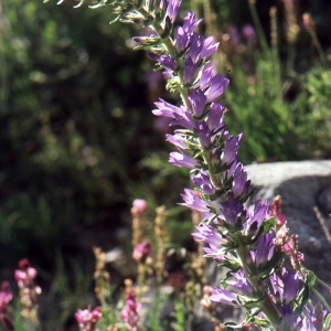 Photographie n°1041635 du taxon Campanula cenisia L. [1763]