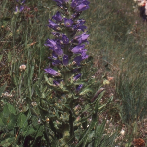 Photographie n°1041637 du taxon Campanula spicata L. [1753]