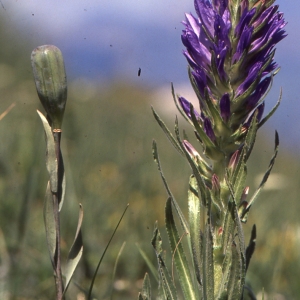 Photographie n°1041645 du taxon Campanula spicata L. [1753]