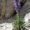  Liliane Roubaudi - Campanula spicata L. [1753]