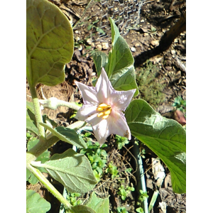 Solanum L.
