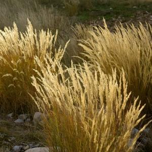 Photographie n°1041753 du taxon Achnatherum calamagrostis (L.) P.Beauv. [1812]