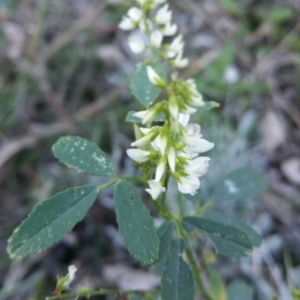 Photographie n°1041758 du taxon Trigonella alba (Medik.) Coulot & Rabaute [2013]