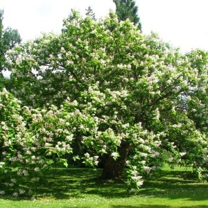 Photographie n°1042194 du taxon Catalpa bignonioides Walter [1788]