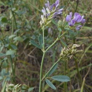 Photographie n°1042672 du taxon Medicago sativa subsp. sativa 