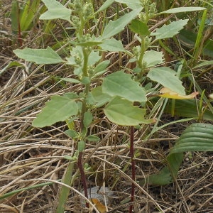 Photographie n°1042754 du taxon Chenopodium album subsp. album 