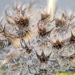 Photographie n°1044136 du taxon Clinopodium vulgare L.