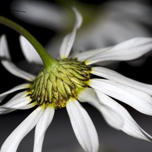 Photographie n°1044171 du taxon Tripleurospermum inodorum (L.) Sch.Bip. [1844]