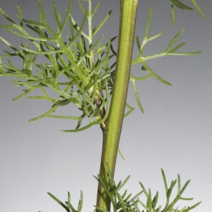 Photographie n°1044174 du taxon Tripleurospermum inodorum (L.) Sch.Bip. [1844]