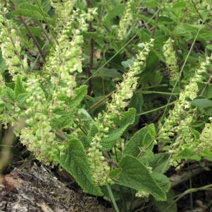 Photographie n°1044361 du taxon Teucrium scorodonia L. [1753]