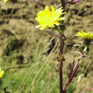 Photographie n°1044576 du taxon Picris hieracioides L. [1753]