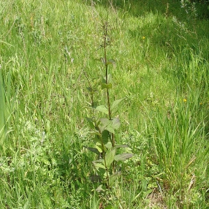 Photographie n°1045306 du taxon Scrophularia nodosa L. [1753]