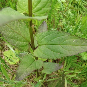 Photographie n°1045308 du taxon Scrophularia nodosa L. [1753]