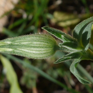 Photographie n°1046229 du taxon Silene latifolia subsp. alba (Mill.) Greuter & Burdet [1982]